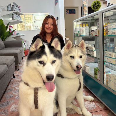 Pacientes huskies en recepción de Dr Mascotab