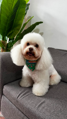 Paciente canino atendido por el equipo Dr Mascotab
