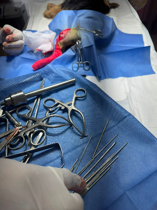 Estética canina en Dr Mascotab