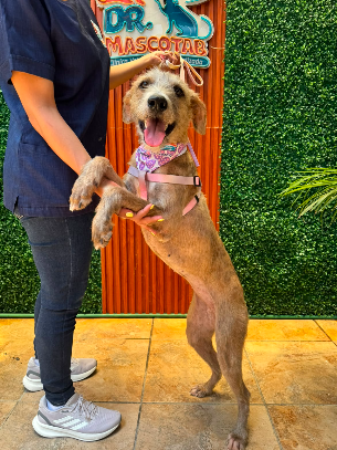 Paciente canino atendido por el equipo Dr Mascotab