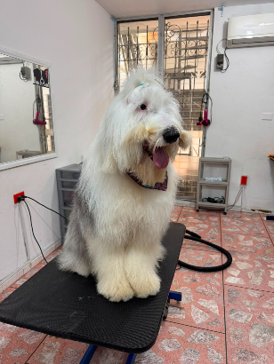 Estética canina en Dr Mascotab