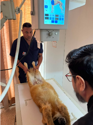 Pacientes huskies en recepción de Dr Mascotab