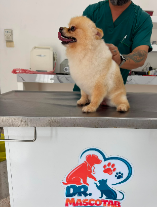 Paciente canino feliz en la clínica