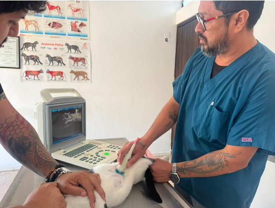 Paciente canino atendido por el equipo Dr Mascotab