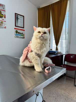 Estética canina en Dr Mascotab