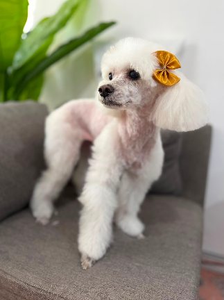 Veterinaria Dr Mascotab